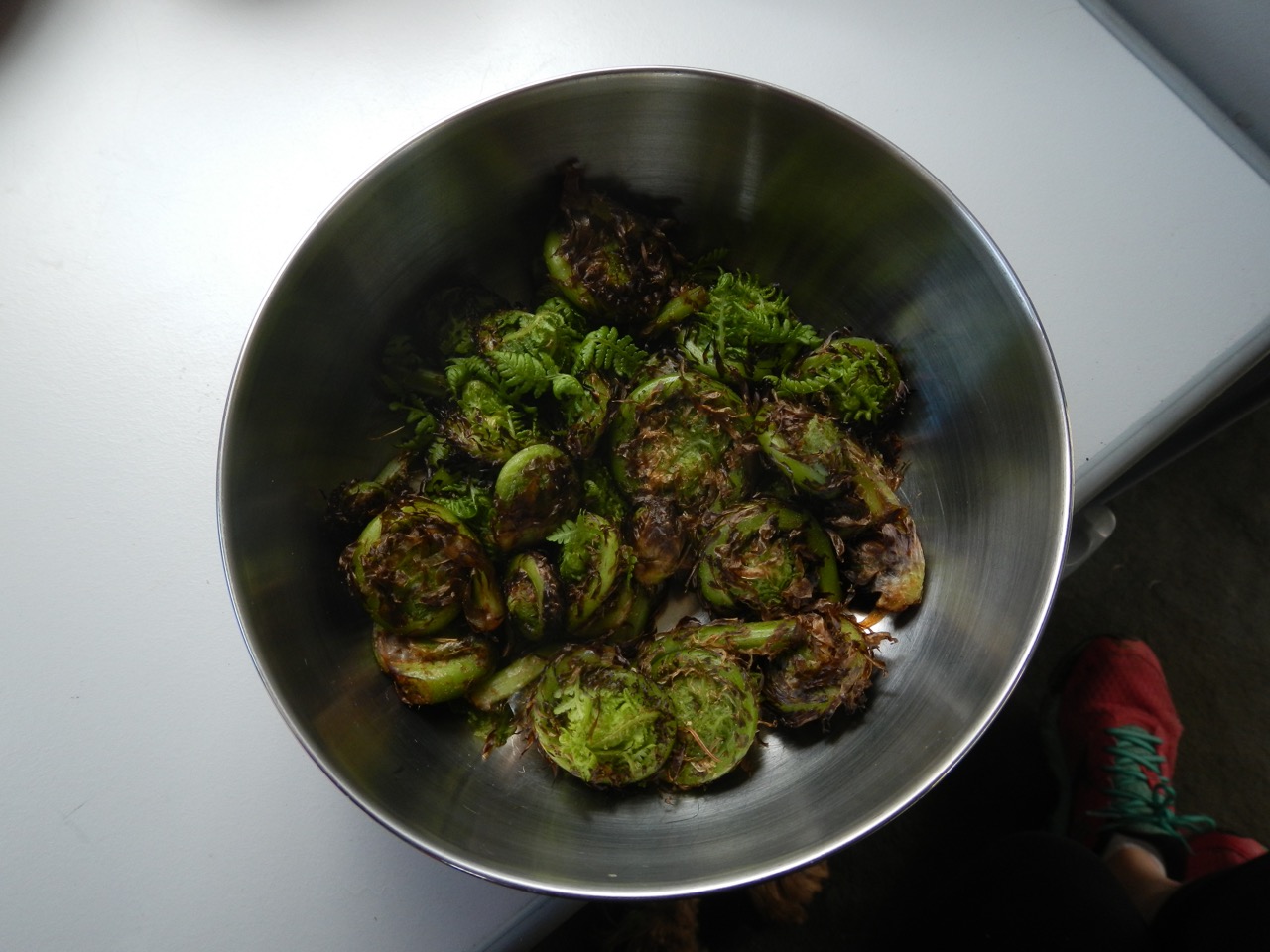 Wild-crafted fiddleheads from our forest walk :)